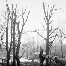 Skadade träd efter den sovjetiska bombfällningen över Eriksdalsområdet 1944.