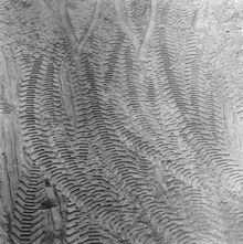 Hjulspår av schaktmaskin i rivningsgrop