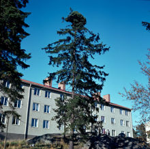 Gran med s.k. "häxkvast" i toppen. I bakgrunden hus på Sjösavägen 147-151 i Bandhagen