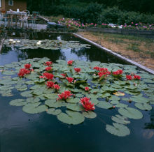 Näckrosdammar med röda och vita näckrosor på Rosendals terrass