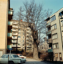 Gärdet; gammal ek vid Brantingsgatan, mellan nr 47 och 49