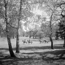 Ridtur på Djurgården