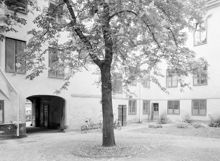 Mäster Samuelsgatan 47. En blommande kastanj på Lantbruksakademiens gård
