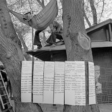 Kungsträdgården, maj 1971. Demonstrationer mot fällningen av almarna