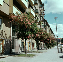 Artillerigatan norrut från nr. 87. Stamhagtorn längs trottoaren