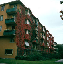 Husfasad med vildvin. Brantingsgatan 46-52, gårdssidan