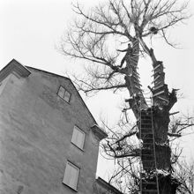 Klätterträd i stadsmiljö. En ung man har klättrat upp till toppen