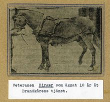 Kamratföreningen Röde Hanen, arbetshästen Birger