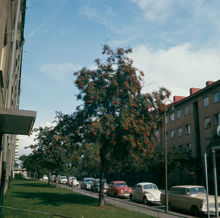 Bondesonsgatan norrut från Hjalmar Söderbergs Väg. Rönnar med bär