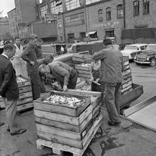 Transporter till Centralsaluhallen. Lådor med strömming.