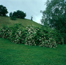 Observatorielunden med japansk klätterros, Rosa Multiflora, och skulpturen Kentauren i fonden
