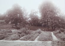 Blommande skolträdgård - 1913