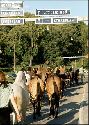 Zebror och hästar från Cirkus Scott vid Roslagstull på väg mot Valhallavägen och vidare mot cirkusområdet vid Storängsbotten