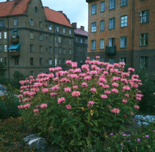 Temynta i Vitabergsparken vid Skånegatan