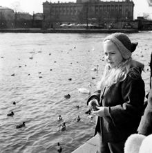 Liten flicka matar fåglarna i Norrström. I bakgrunden Riksdagshuset