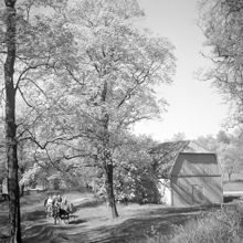 Hästar på Djurgården
