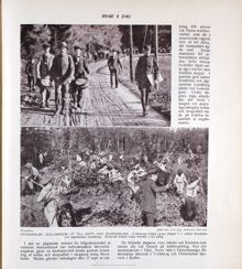 "Stockholms skolungdom ut till kott- och risinsamling" 1917