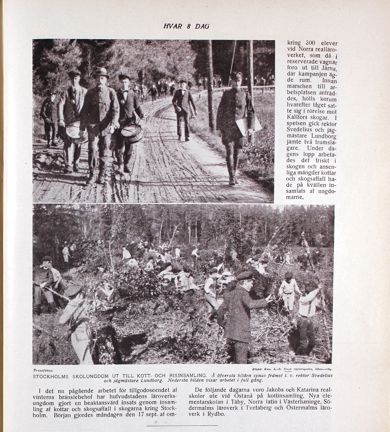 Tidningsartikel med två svartvita bilder på elever som samlar in ris och kottar