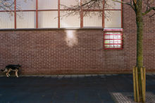 Hund och husvägg vid Sibeliusgången i Akalla