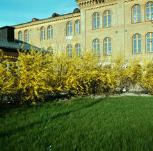 Blommande forsythia vid Musikhögskolan. Vy åt öster mot Försvarshögskolan