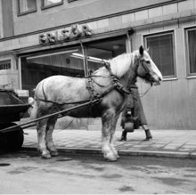 Arbetshästen Grålle vid Luntmakargatan 46