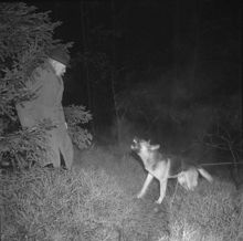 Arrangerat inbrott. Polishunden ger ståndskall sedan den funnit en av tjuvarna