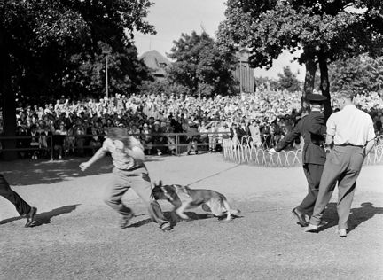 Poliser och en schäfer inför stor publik.