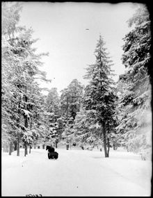 Lill-Jansskogen
