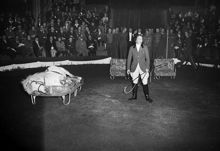 Cirkus. Ryttargala, med Stockholms ryttarförbund och Cirkus Schumann. Ryttarinnan Carin Laurin dresserar en ponny till ""fint sätt på sängkanten""