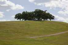 Skogskyrkogården Almhöjden