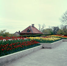 Plantering med tulpaner på Solliden, Skansen