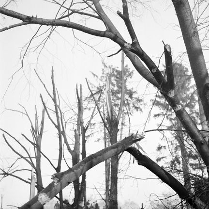 Skadade träd efter den sovjetiska bombfällningen över Eriksdalsområdet 1944.