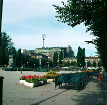 Kungsträdgården. Urnor med pelargoner och tagetes. Vy åt norr från mellersta delen vid allén