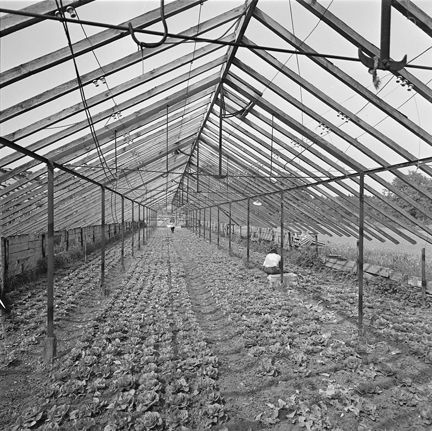 Interiör av stora drivhus för växtodling