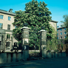 Blommande hästkastanj på Handelshögskolans gård. Vy mot sydvästra fasaden. I förgrunden staket och grinden till gården