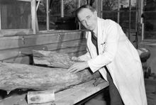 Professor Butovitch med en sjuk alm