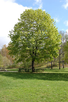 Plaskis i Hökarängen