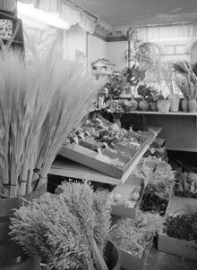 Mäster Samuelsgatan 45. Nordiska Fröhandelns butik